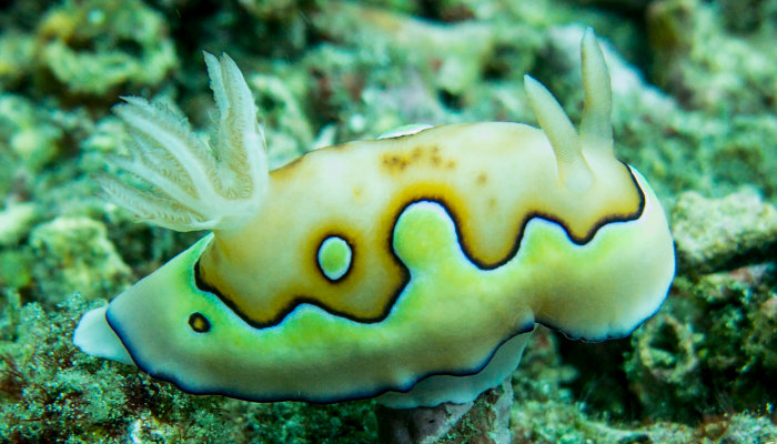 Co's Chromodoris